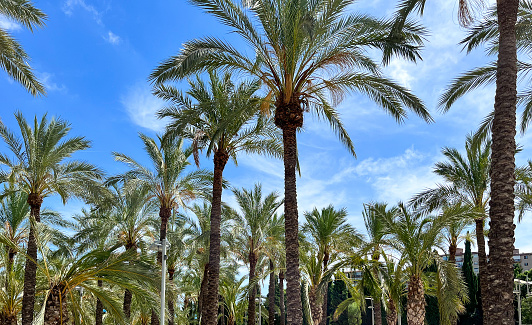 Port Andratx, Mallorca, Spain - April 20, 2023: A palm tree against a clear blue sky in Spring.