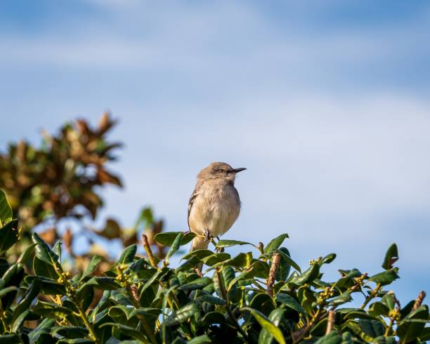 Northern Mockingbird Sunbathing on Bush stock photo