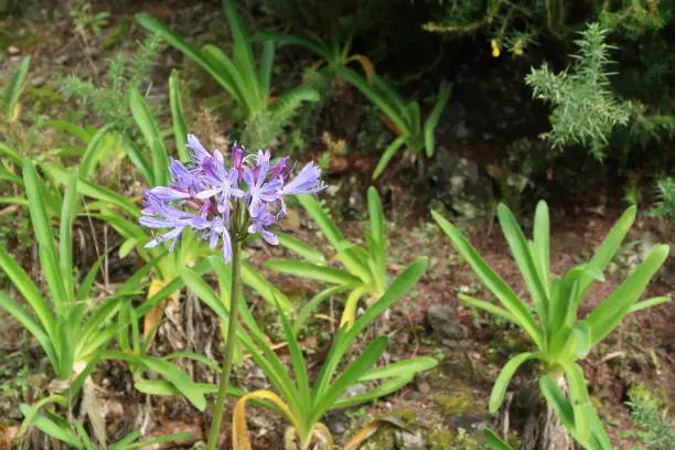 Wild violet Agapanthus or African Lily flower.  Early season near Portela viewpoint in Madeira, Portugal, February 23, 2023. Outdoors on a bright winter day