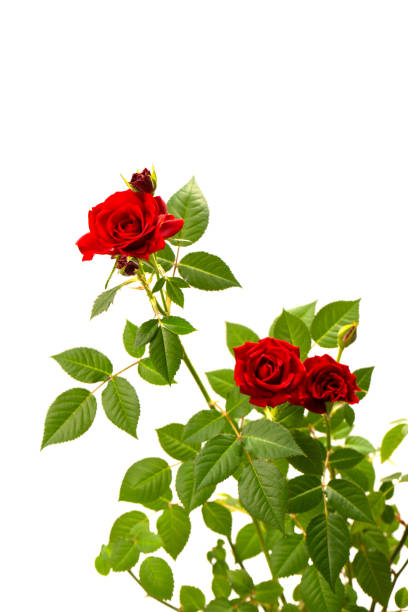 istock Red roses in a pot isolated on a white background. 1474640258