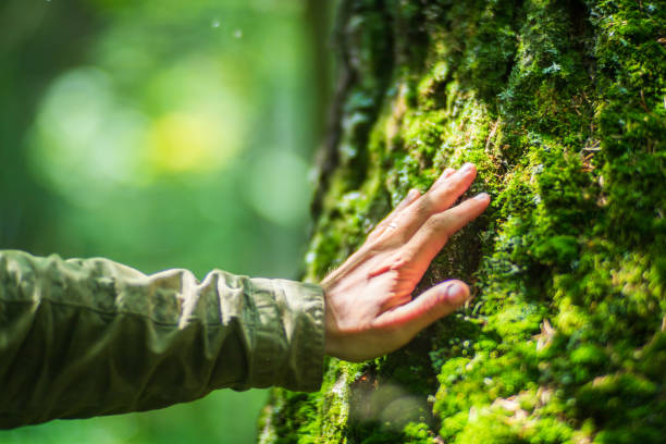 istock A man's hand touch the tree trunk close-up. Bark wood.Caring for the environment. The ecology concept of saving the world and love nature by human 1474640310