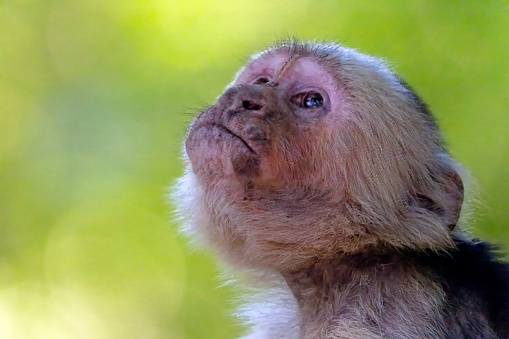 White faced capuchin monkey in a tree