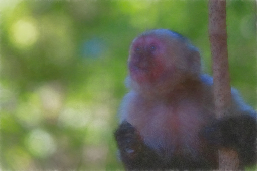 White faced capuchin monkey in a tree