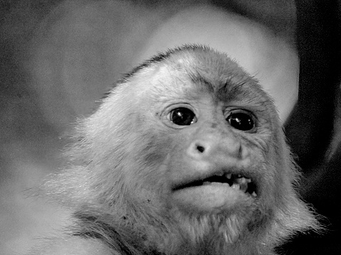 White faced capuchin monkey in a tree