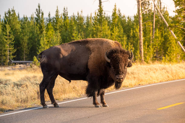 istock A large male bison is blocking the road 1474640513