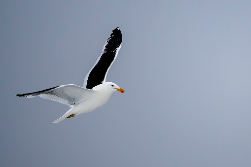 Kelp gull (Larus dominicanus) in flight in Antarctica