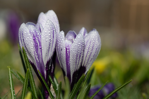 Early Spring Crocus in Snow series: standing tall (shallow depth of field)
