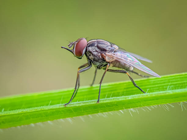 istock Stomoxya Calcitrans or Stable fly. 1474642948