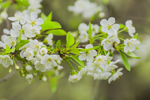 White spring flowers. Blooming cherry. Spring nature background