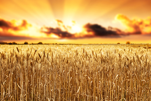 Gold wheat field growing under a colorful sky, low white clouds, flying birds and the rising sun