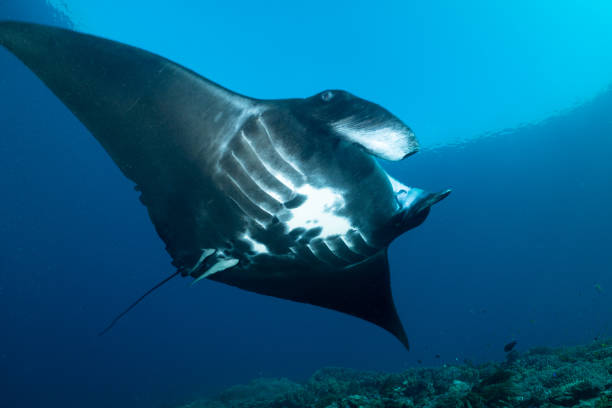 istock Black Manta Ray is flying over a coral reef 1474643227