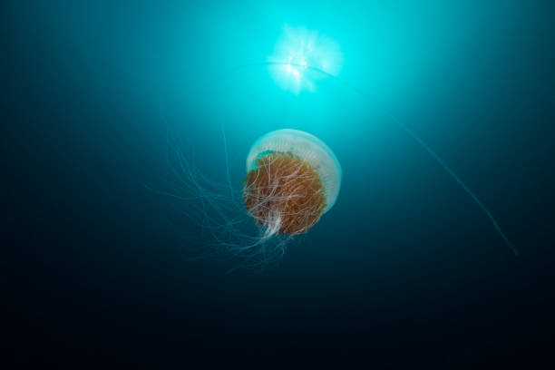 Crown jellyfish with long tentacles in the blue ocean smimming towards the sun Jellyfish are found all over the world, from surface waters to the deep sea.. Jellyfish are mainly free-swimming marine animals with umbrella-shaped bells and trailing tentacles. Jellyfish have been in existence for at least 500 million years, and possibly 700 million years or more, making them the oldest multi-organ animal group netrostoma setouchina stock pictures, royalty-free photos & images