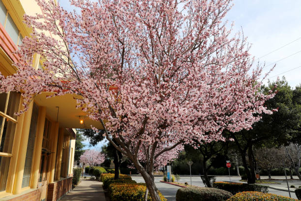 istock Spring Cherry Blossom at Palo Alto Station 1474645093