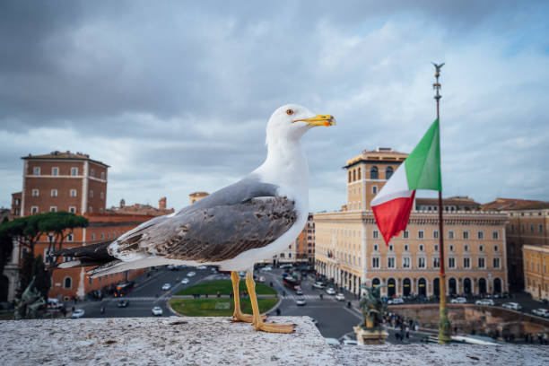 Seagull on the top of Altare della Patria with a view of Venice square (Piazza Venezia)