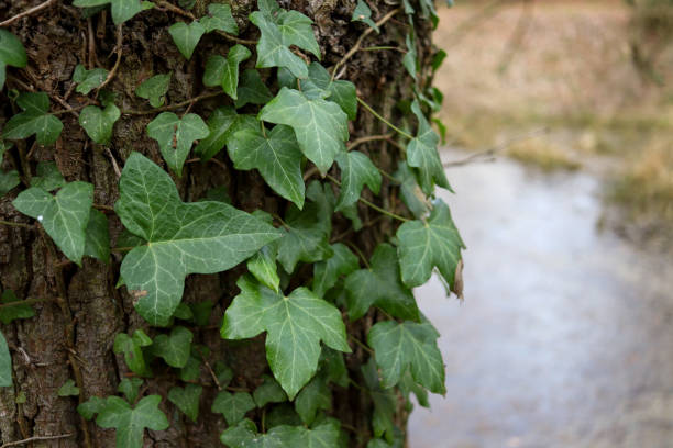 Creeping Ivy growing up and over a rotting tree trunk A selection of photographs taken primarily in our English cottage garden of a wide variety of native plants, flowers, foliage and flora. ivy tree bark wood stock pictures, royalty-free photos & images