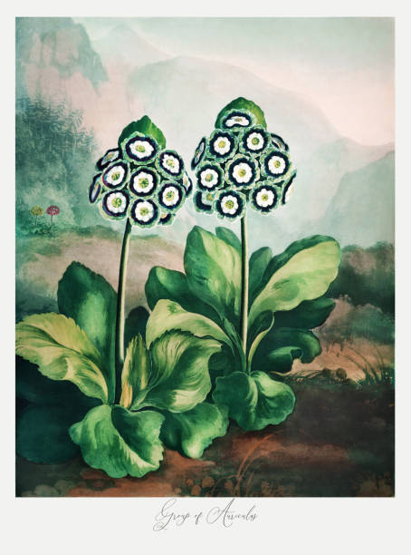 группа аурикулас - botany antique illustration and painting passion flower stock illustrations