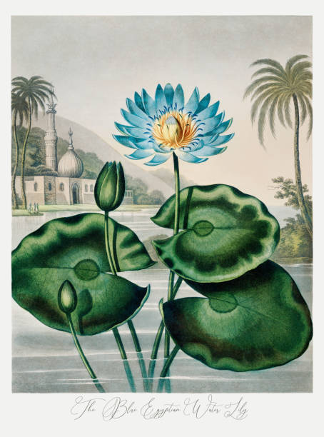 голубая египетская водяная лилия - botany antique illustration and painting passion flower stock illustrations