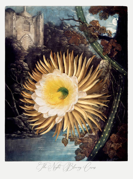 ночь, дующая церей - botany antique illustration and painting passion flower stock illustrations