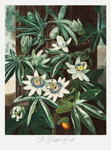 пассифлора церулея - botany antique illustration and painting passion flower stock illustrations