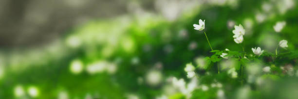 White spring flowers. Biodiversity. Macro photography. Botany