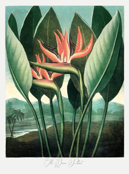 завод королевы - botany antique illustration and painting passion flower stock illustrations