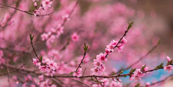 Pink spring flowers. Blooming peach tree. Spring nature background. Blooming flower