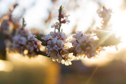 Background of spring flowering apricot tree. Beautiful nature scene with blooming tree and sun flare. Sunny day. Beautiful Orchard. Abstract blurred background. Springtime