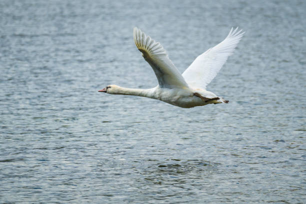 istock Swan flying with spread wings over lake surface 1474651349