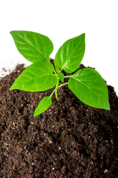 istock Green sprout in the dirt 1474651597