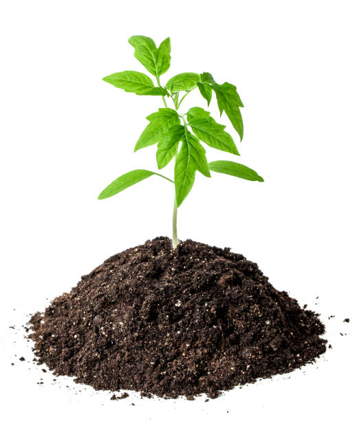Green sprout in the dirt isolated on white