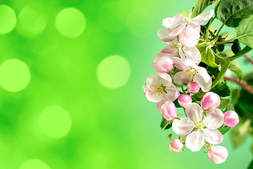 Apple tree blossom close-up on a green defocused background. Beautiful bokeh, space for copy.