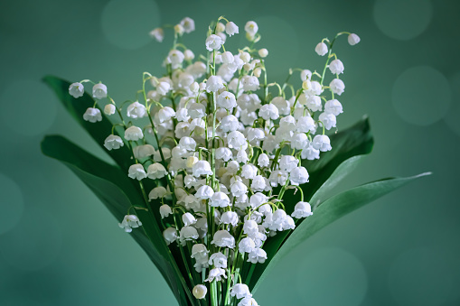 A DSLR photo of Lily-Of-The-Valley (Convallaria Majalis) - bouquet of forest flowers on a beautiful defocused lights bokeh background.