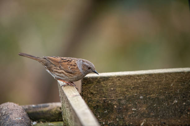 Garden bird (Prunella modularis) searching for food on a Winter lawn.