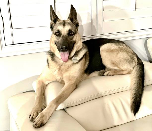 istock Shepherd on back of couch 1474654715