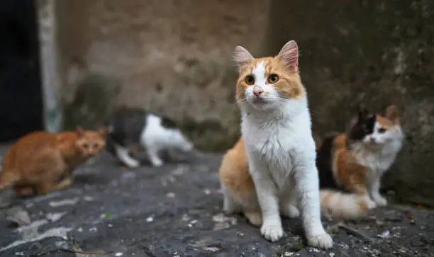 Photo of Group of homeless cats in the city.