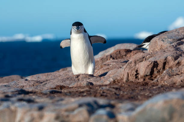 istock chinstrap penguin on rocks  at  Hydrurga rocks (Pygoscelis antarcticus) - Antarctica 1474655381