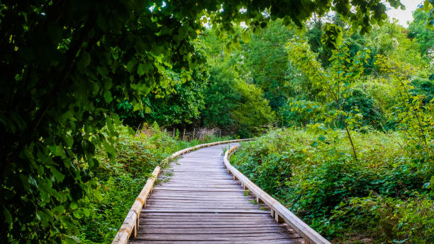istock Boardwalk going through lush northern european vegetation 1474655387