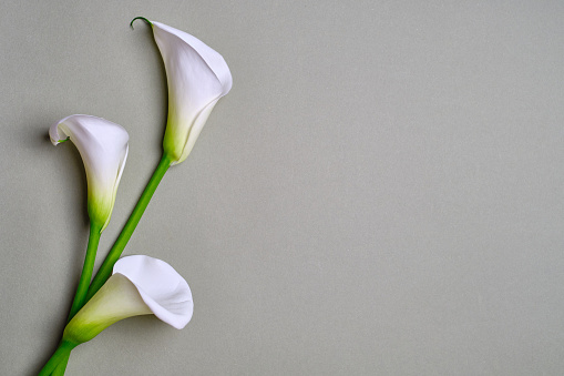 Calla Lily Flowers isolated on flat gray background. Minimal spring wedding or birthday gift card. Floral delicate holiday decor. Copy space for text