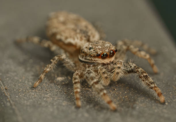 istock The Jumping spider Marpissa muscosa on a brick wall, selective focus 1474664108