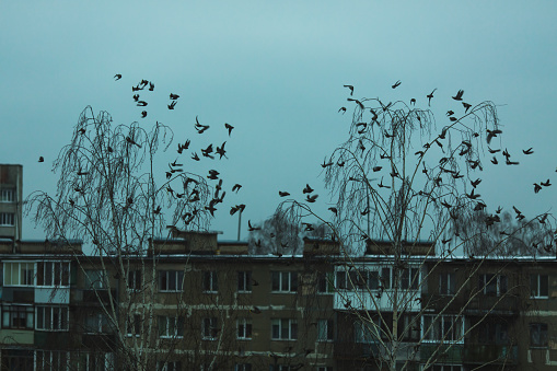 two carrion crows perched on a city roof in leeds england