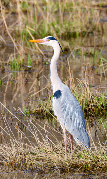 istock a grey heron is lookinge for food on a field 1474666225