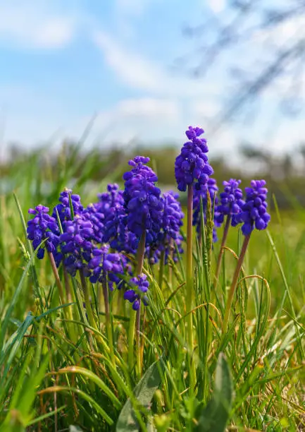 A muscari armeniacum flower or commonly known as grape hyacinth in spring garden