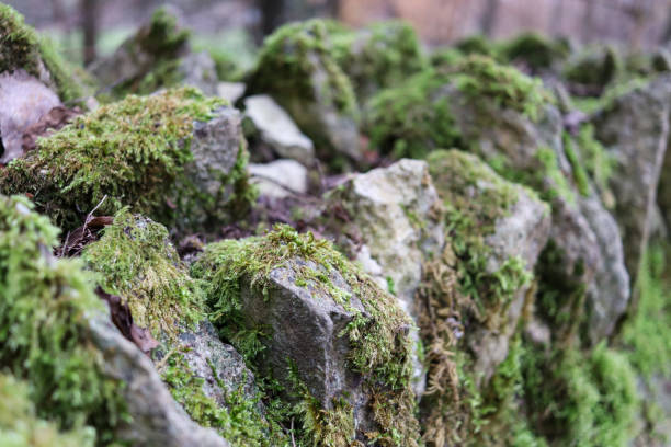 Predominantly shot in the garden of our English countryside cottage, a variety of local and native plant species.