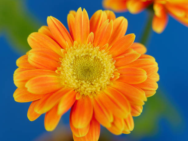 istock Yellow gerbera flower close-up on a blue background. 1474673934