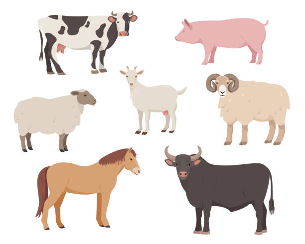 ilustraciones, imágenes clip art, dibujos animados e iconos de stock de iconos de animales domésticos o de granja. vaca, toro, oveja, cerdo, caballo carnero y cabra. - animal-macho