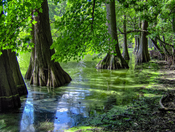 istock Cypress Trees and Cypress Knees 1474676243