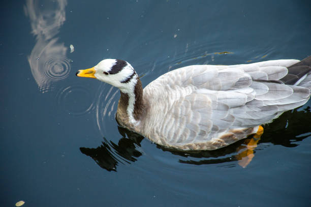 istock A duck with a black and white head swims in a pond 1474676688