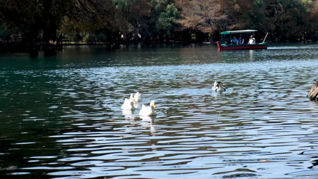 Ducks swimming in the Lake of Camecuaro, Michoacan, Mexico
