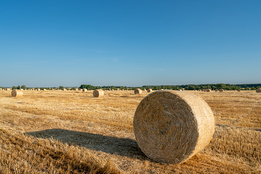 Straw barrels and wheat field at Sunset