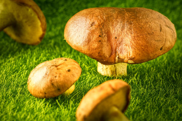 edible butter mushrooms fresh from the forest on a green background